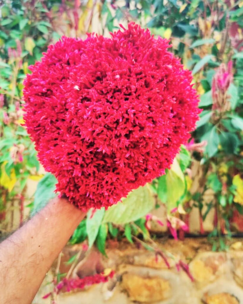 gandhi chowk, near idc hotel, haji colony, raichur, karnataka 584101 (2)