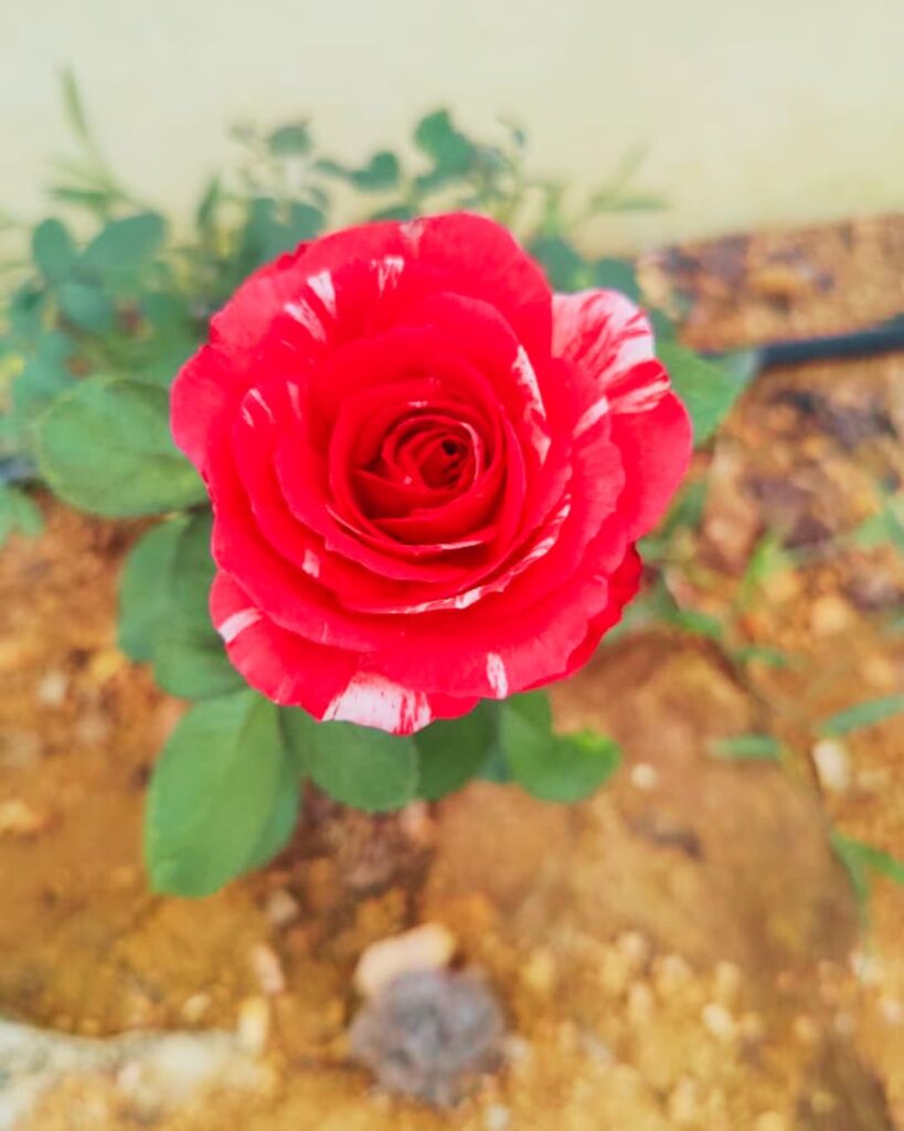 gandhi chowk, near idc hotel, haji colony, raichur, karnataka 584101 (3)