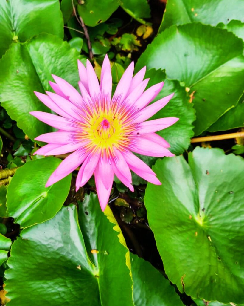 gandhi chowk, near idc hotel, haji colony, raichur, karnataka 584101 (4)