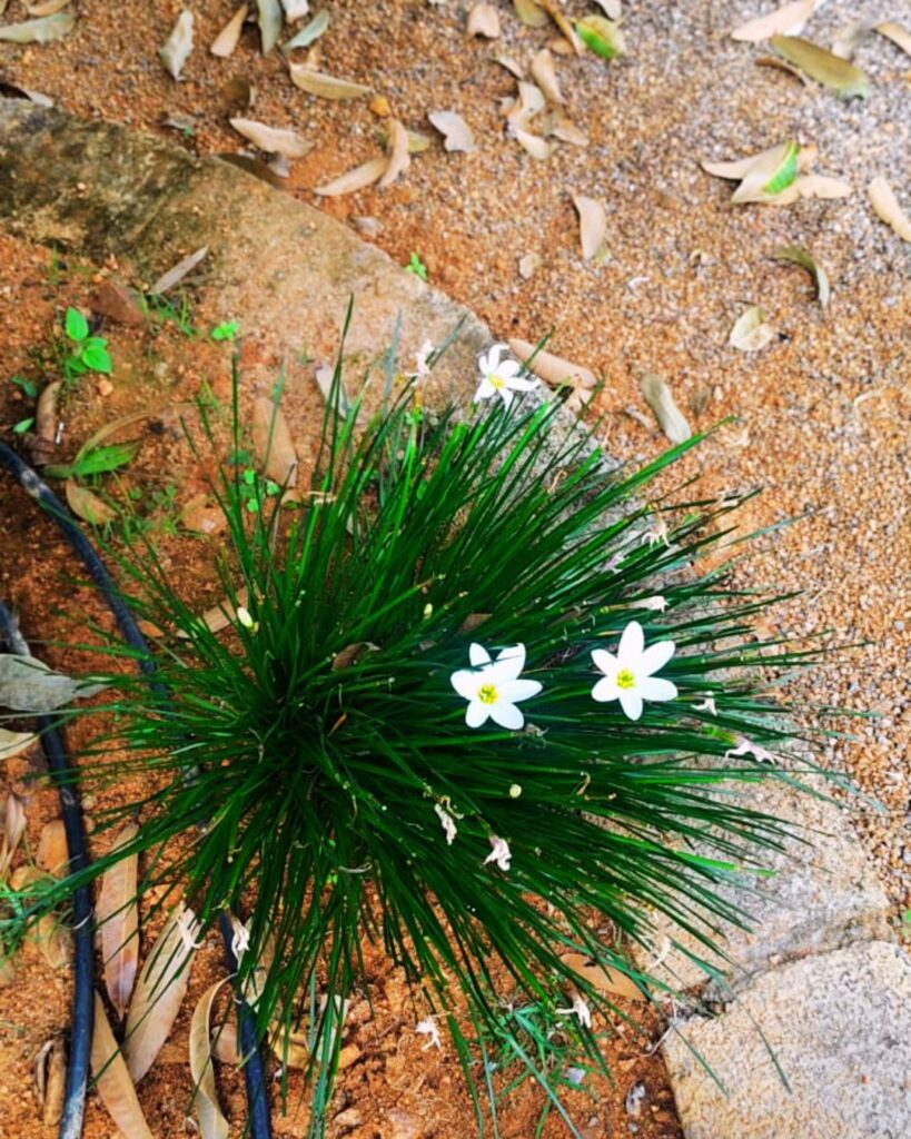 gandhi chowk, near idc hotel, haji colony, raichur, karnataka 584101 (5)