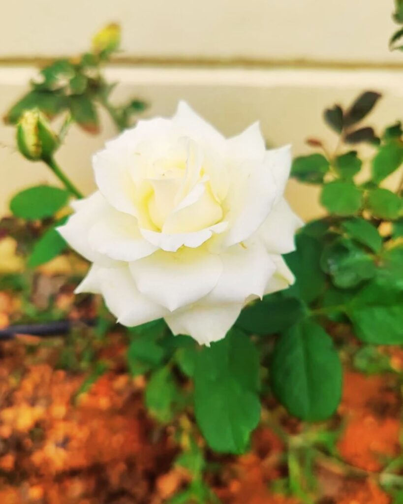 gandhi chowk, near idc hotel, haji colony, raichur, karnataka 584101 (7)