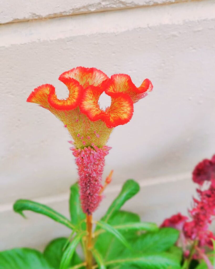 gandhi chowk, near idc hotel, haji colony, raichur, karnataka 584101