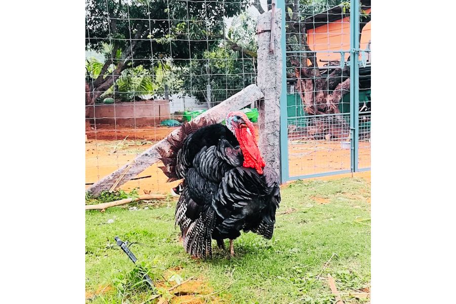 kusuma hospital (85)