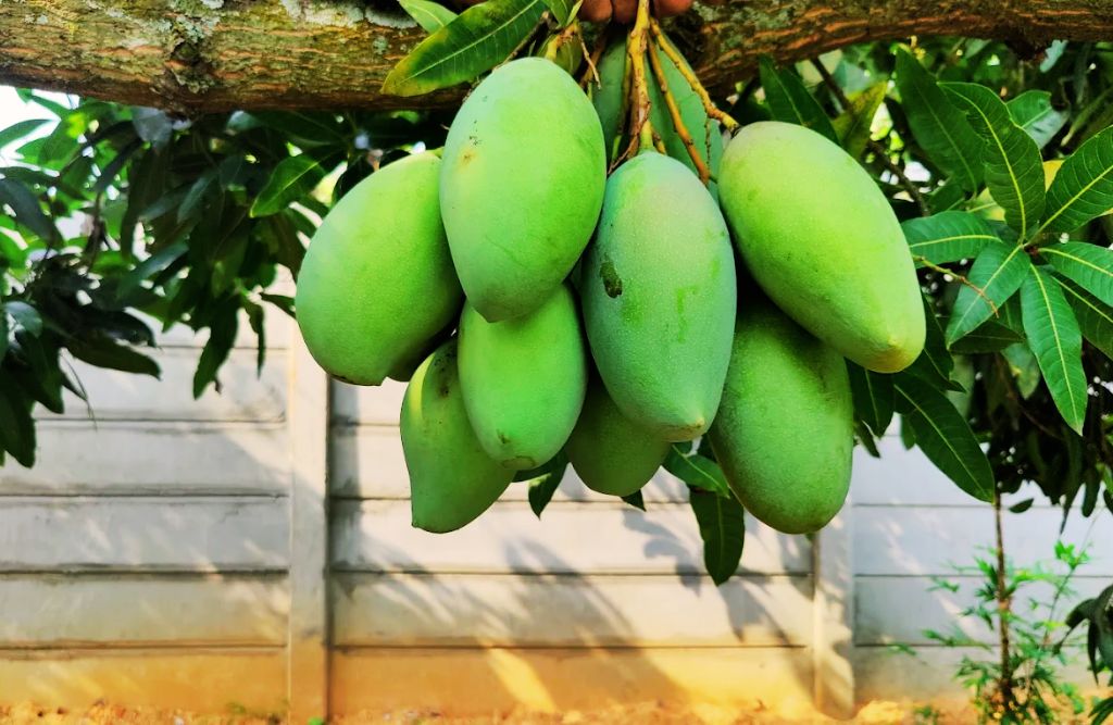 Sri Farms Kanakapura - Best FarmHouse in Kanakapura, Homestay near kanakapura Bangalore, Mango Orchards