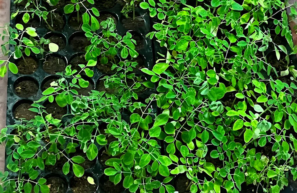 Sri Farms Kanakapura - Best FarmHouse in Kanakapura, Homestay near kanakapura Bangalore